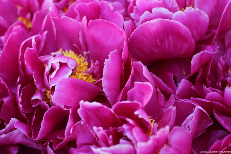 Karl Rosenfield peonies