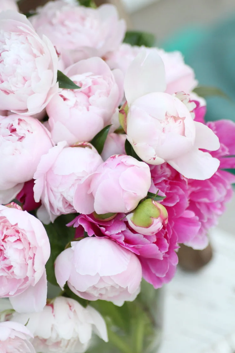 Sarah Bernhardt peonies