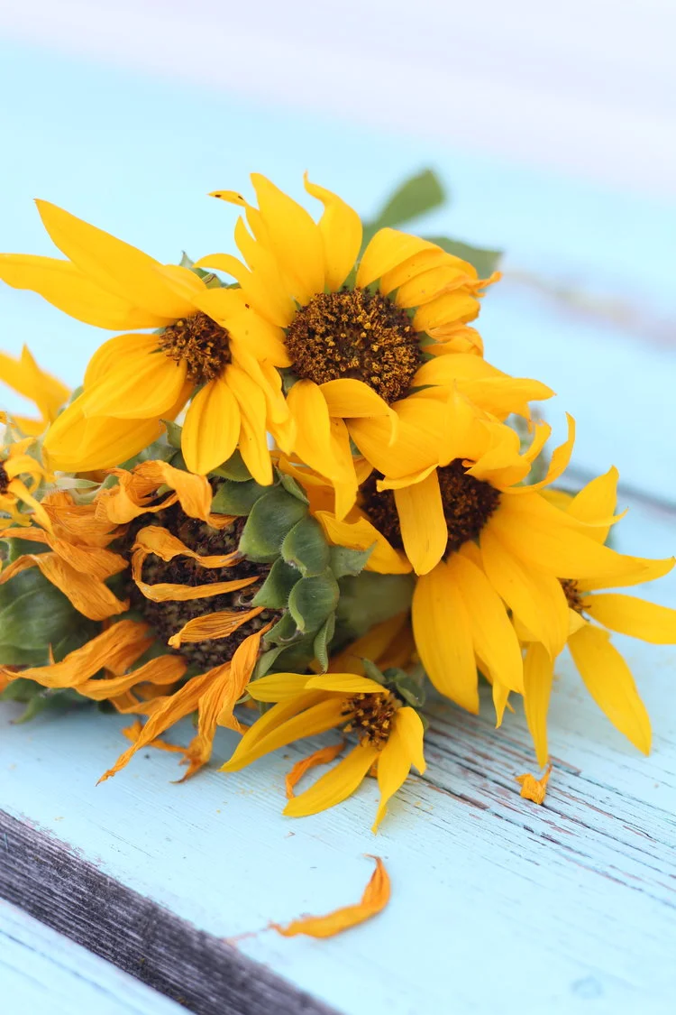 end-of-season sunnyflowers