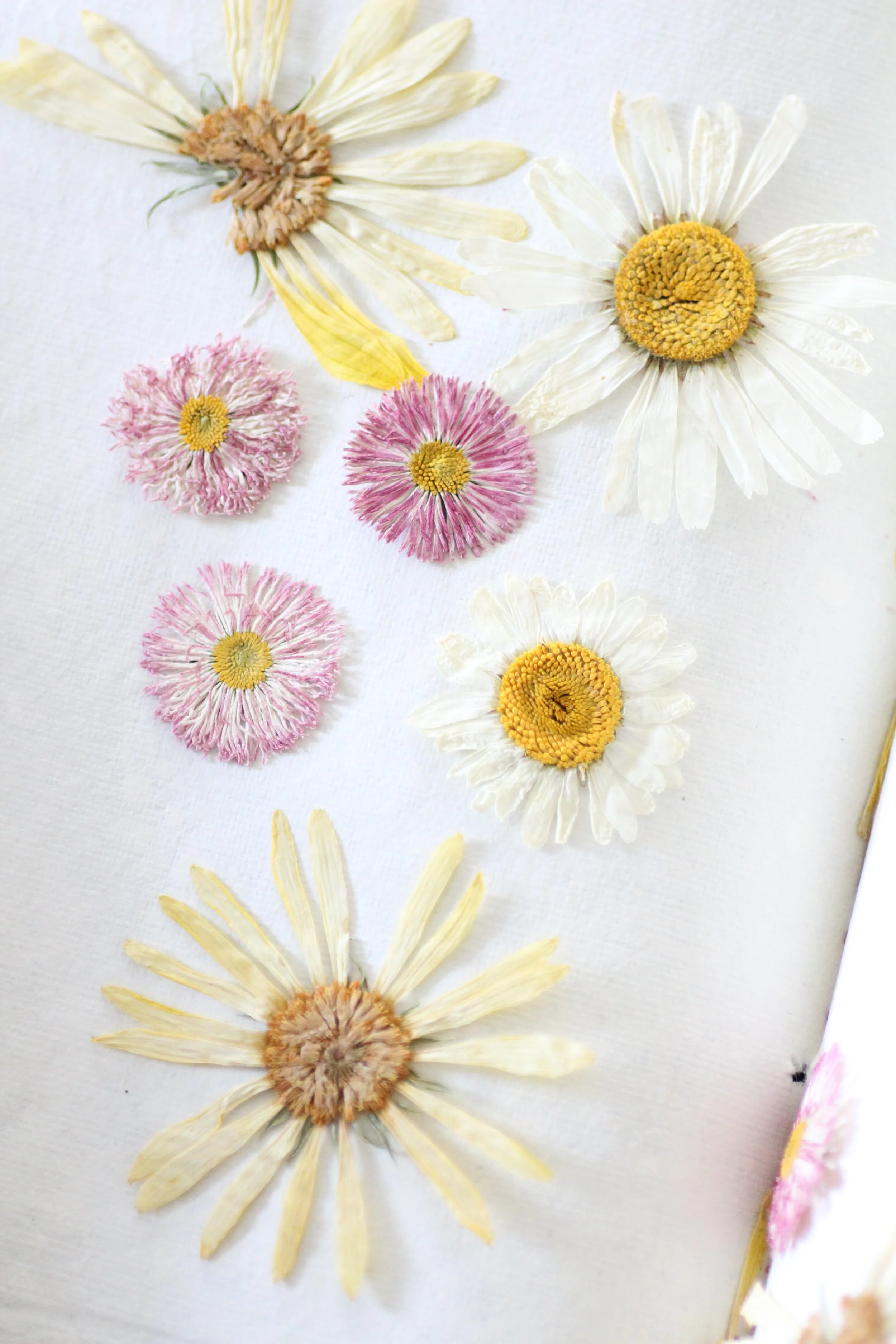 pressed flower photography