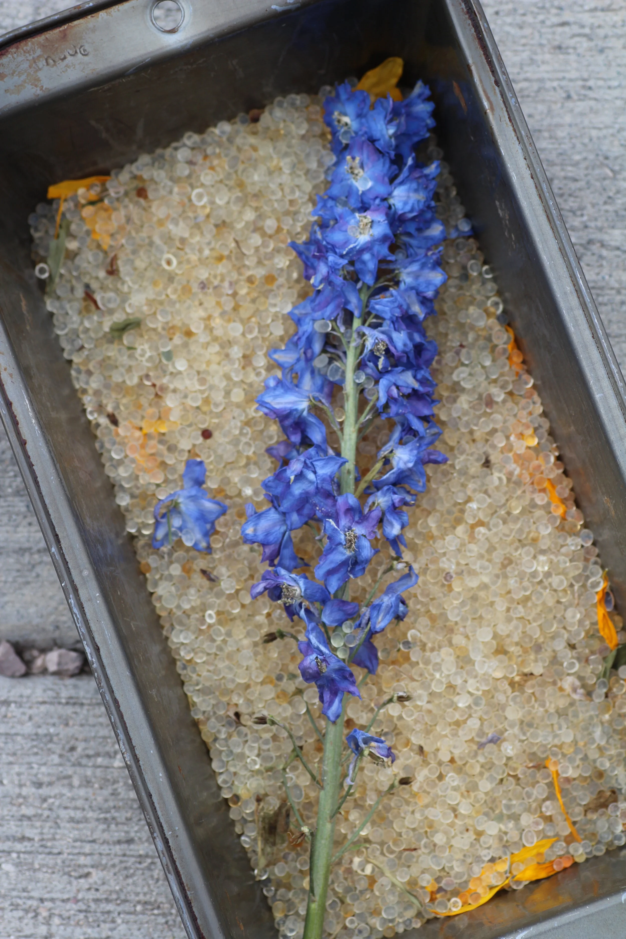 Silica bead-dried Delphinium