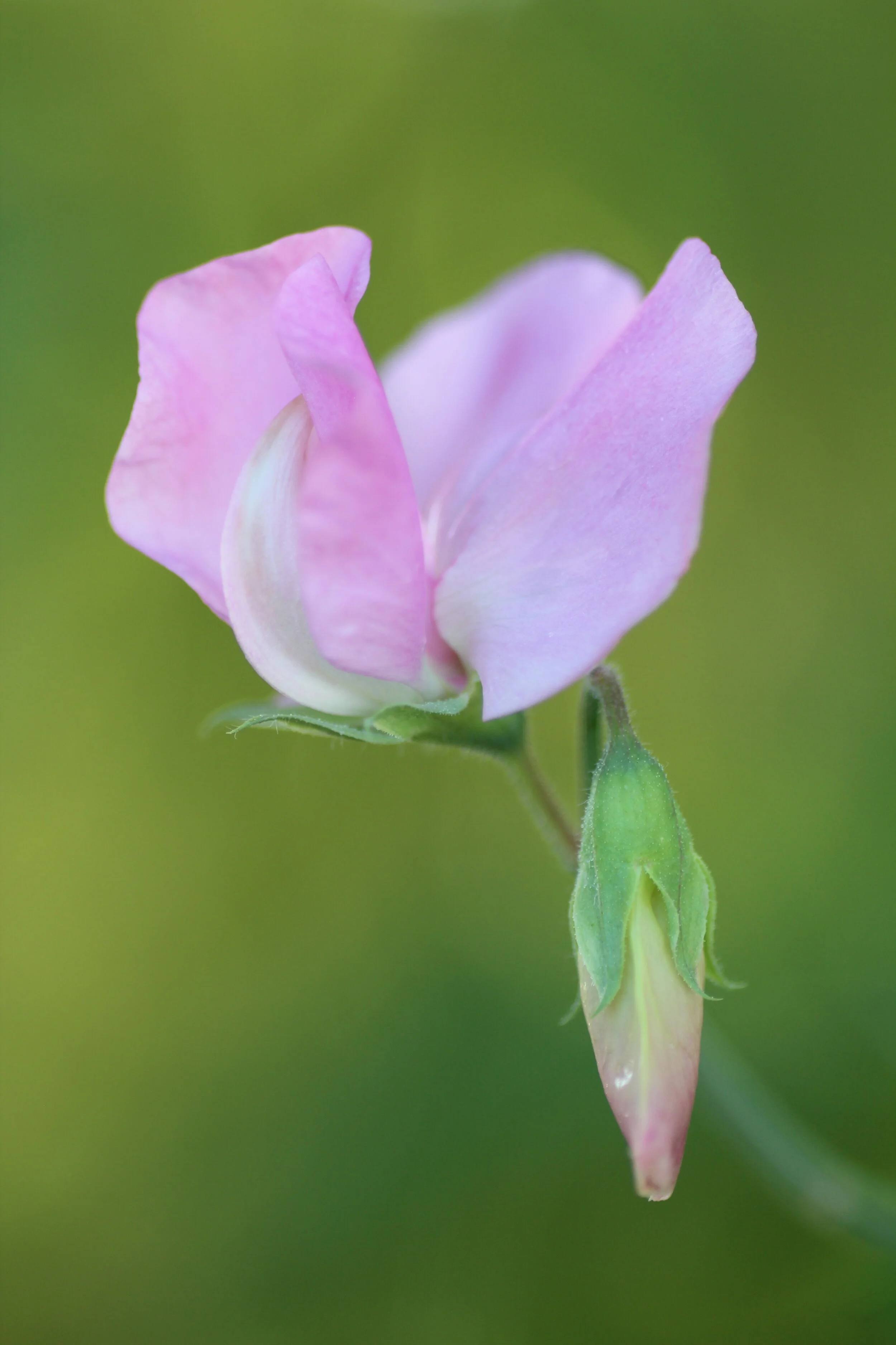 Dried Sweet Pea