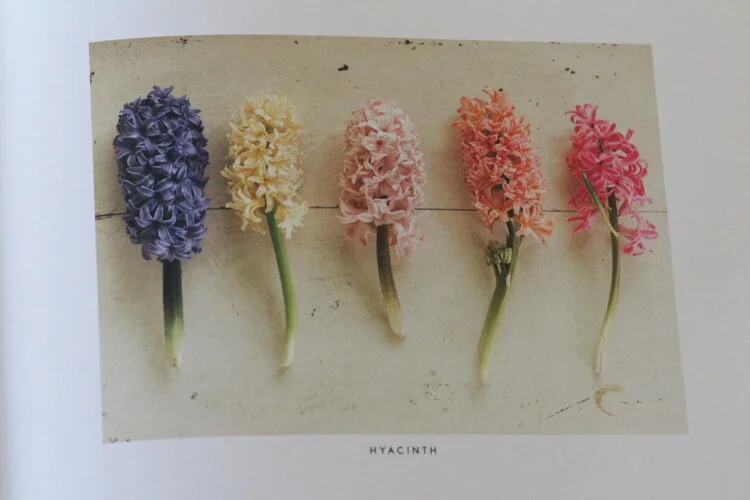 Let’s grow a flower orchard. 