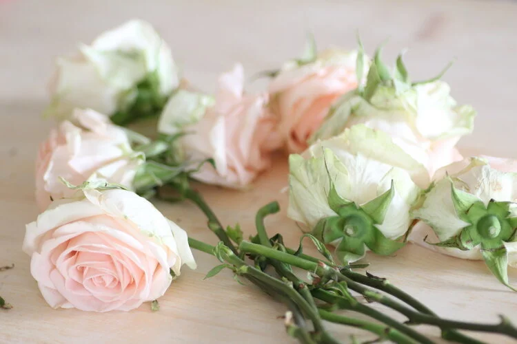 Dried pink roses
