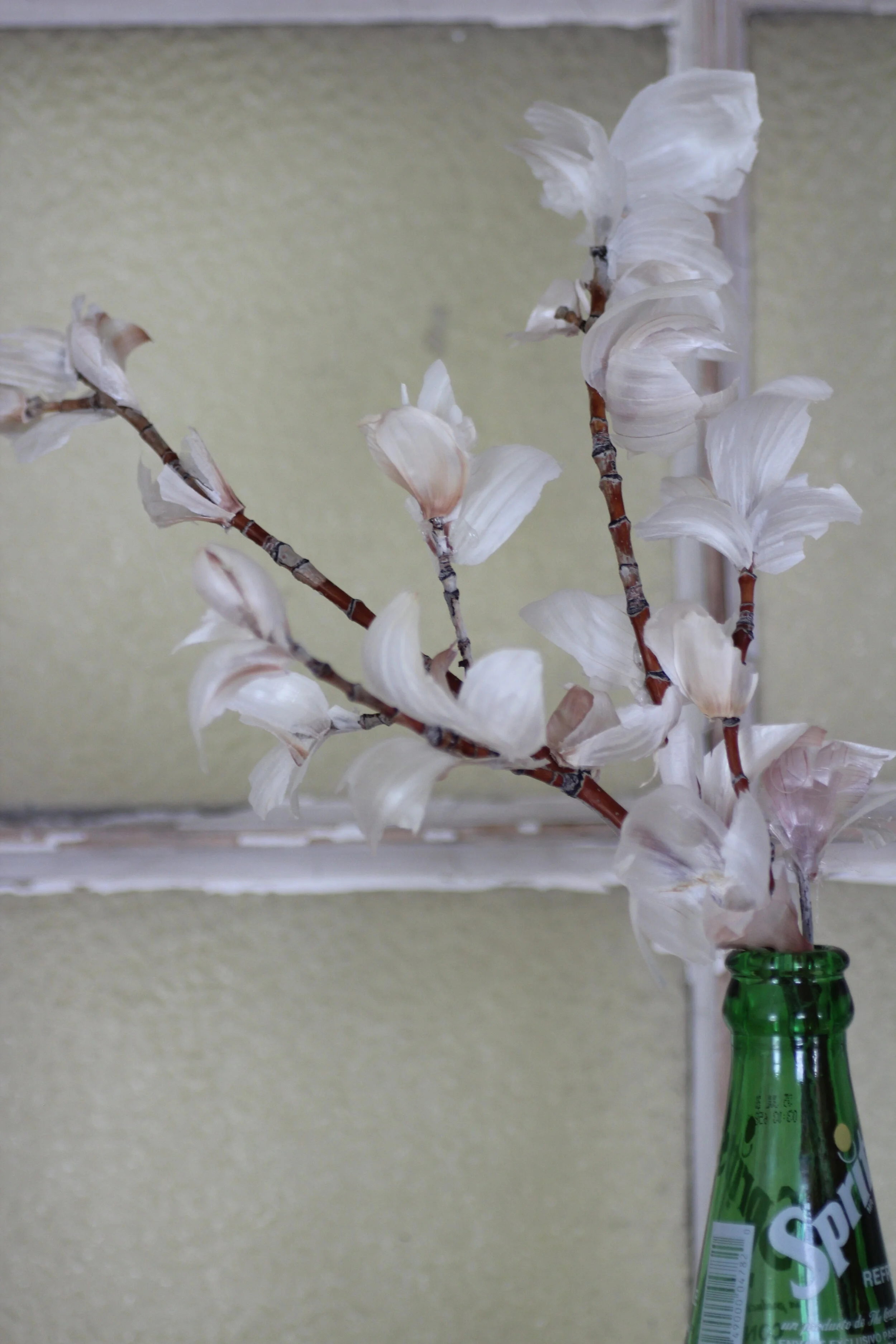 garlic peel-petaled cherry blossoms