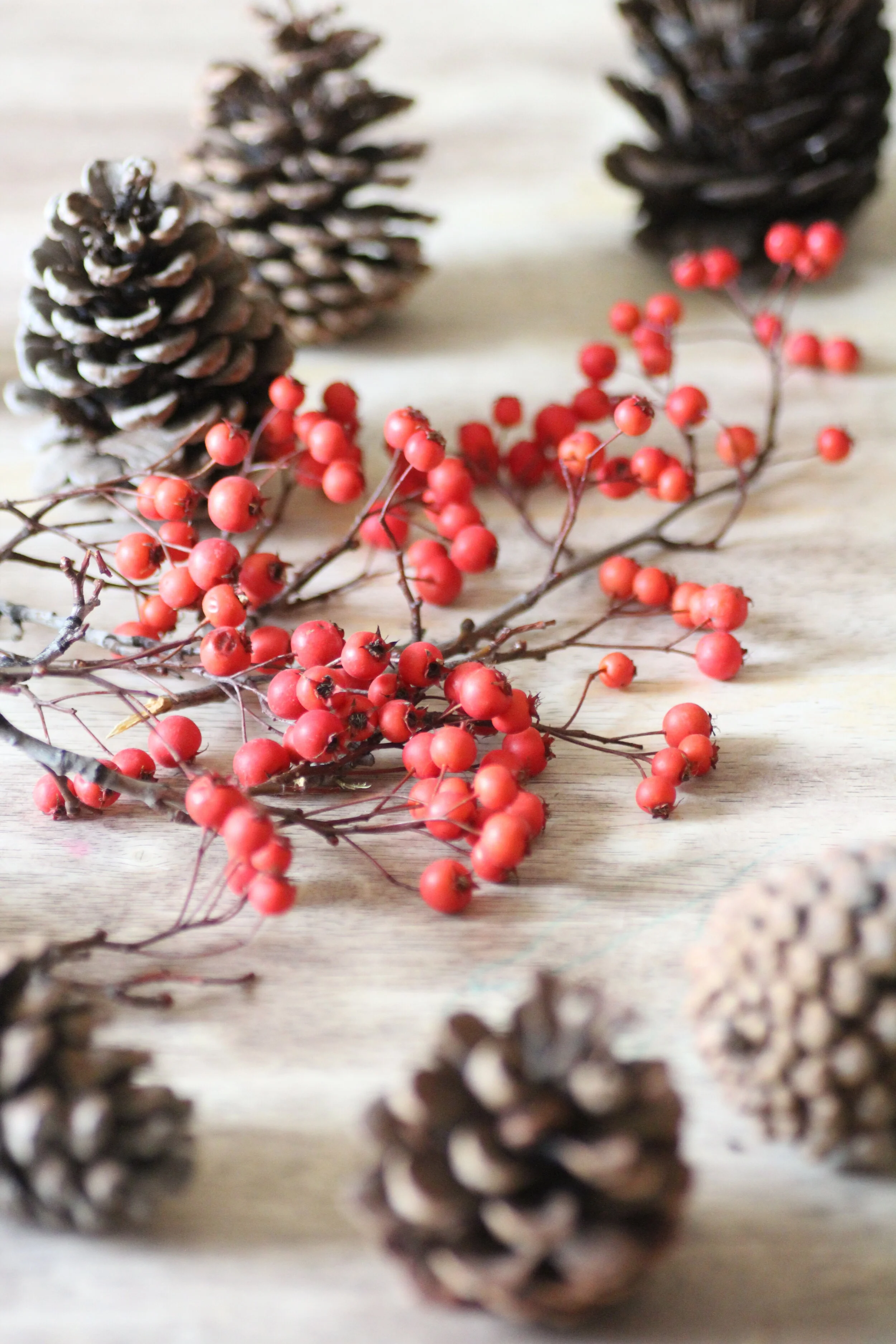 Snowy pinecones