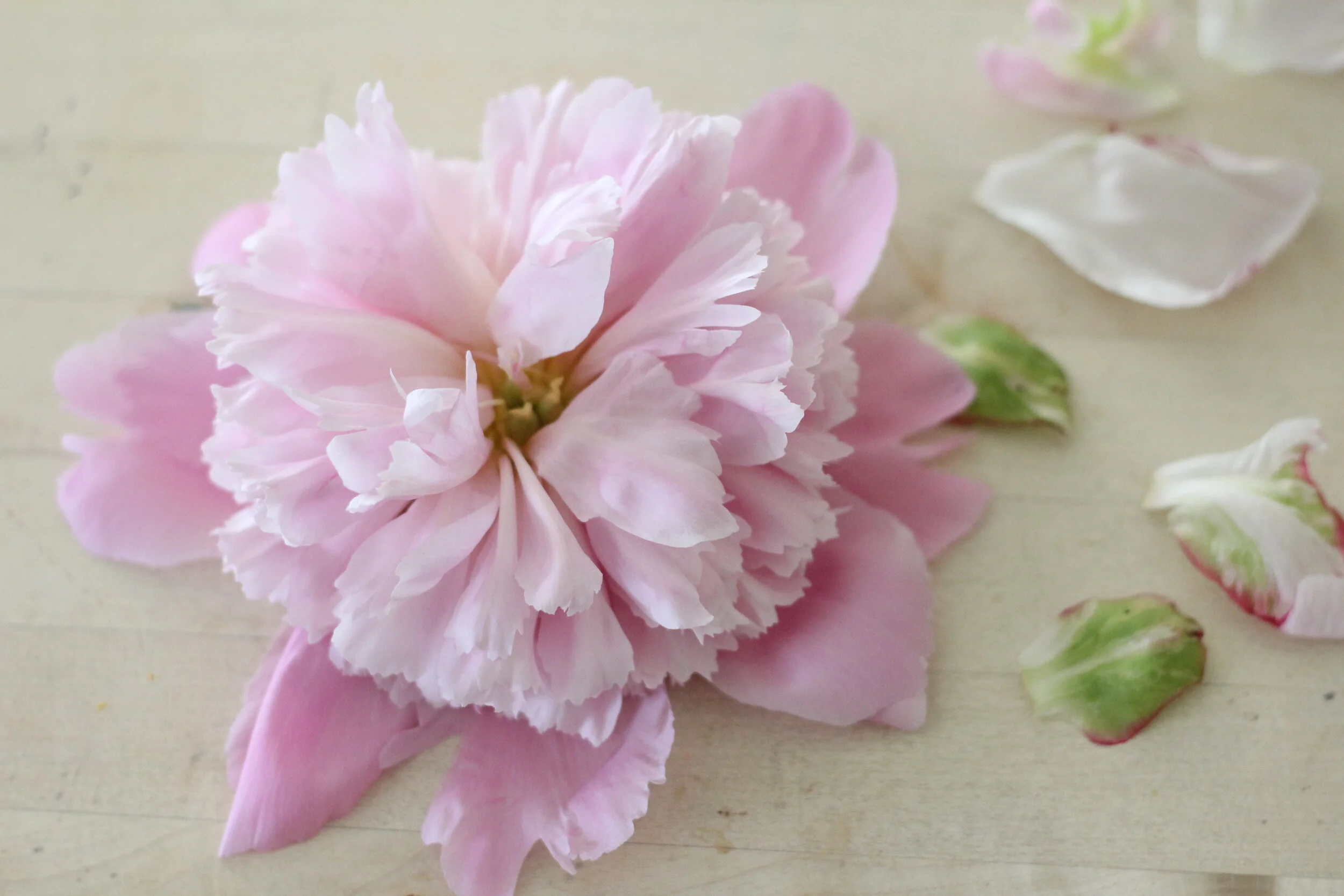 Meet Monsieur Jules Elie 