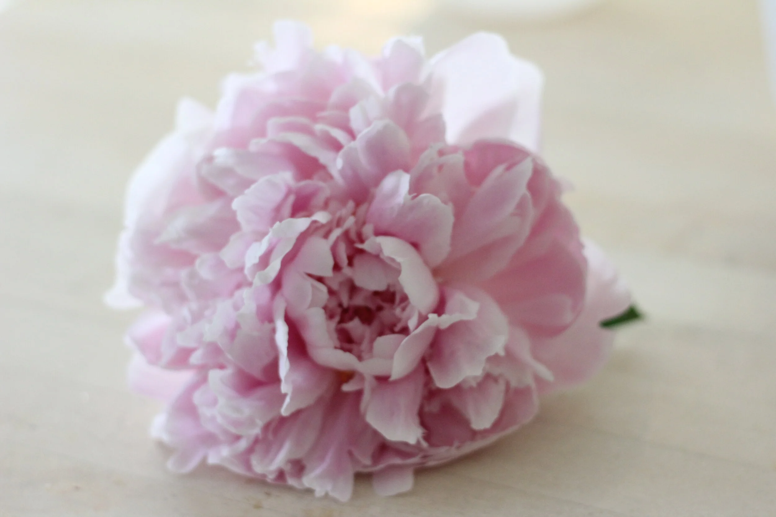 Drying a Sarah Bernhardt peony with silica beads