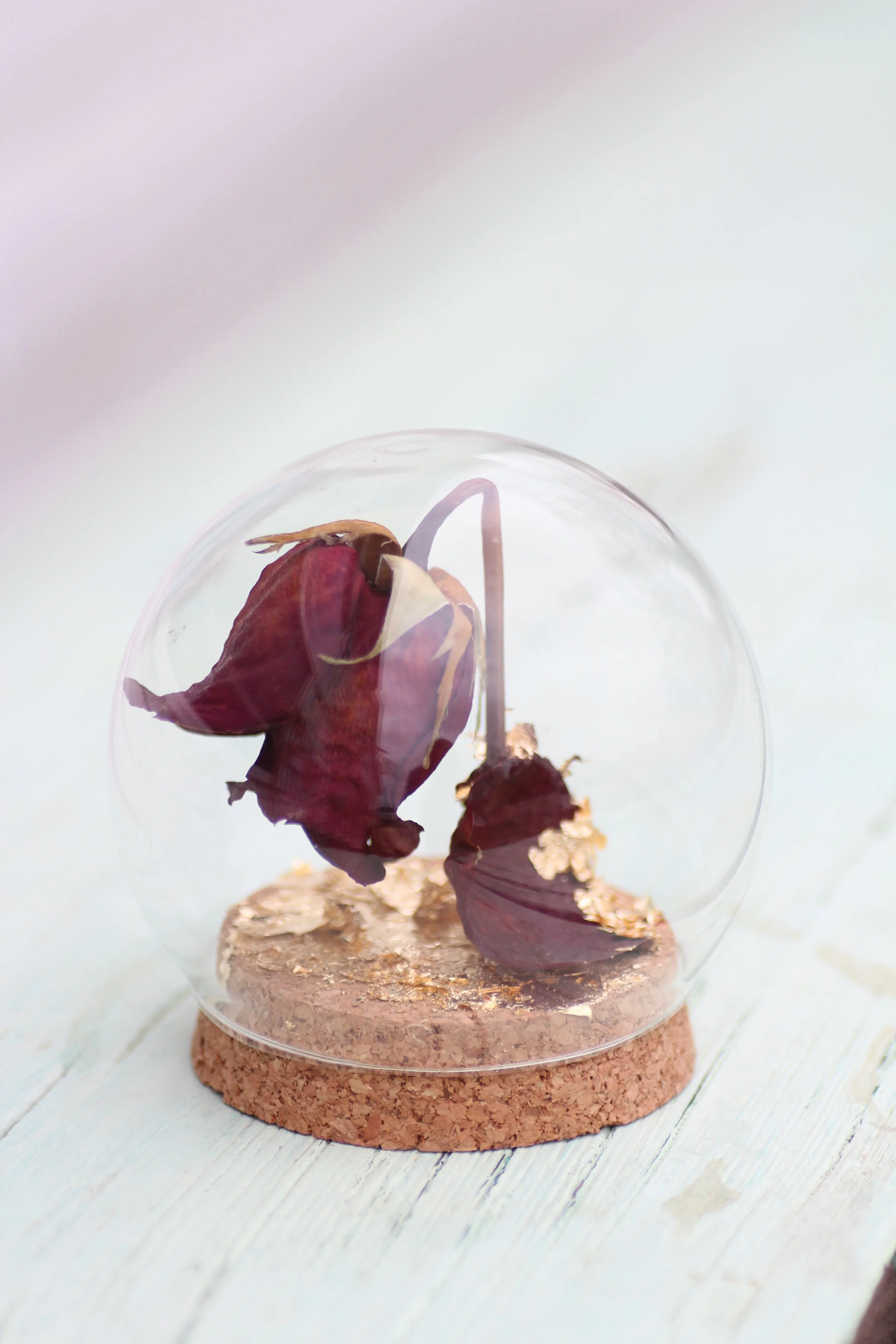 Beauty and the Beast preserved rose