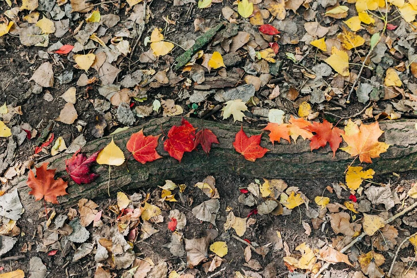 I sat down in a cozy coffee shop in Denton this morning with my autumnal drink to my right, popped open my computer and was met with this photo.

I remember the day I took it like it was yesterday. It was 2021 and I stumbled upon the Dodge Nature cen