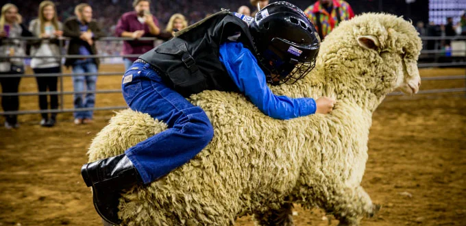 Mutton Bustin Image source