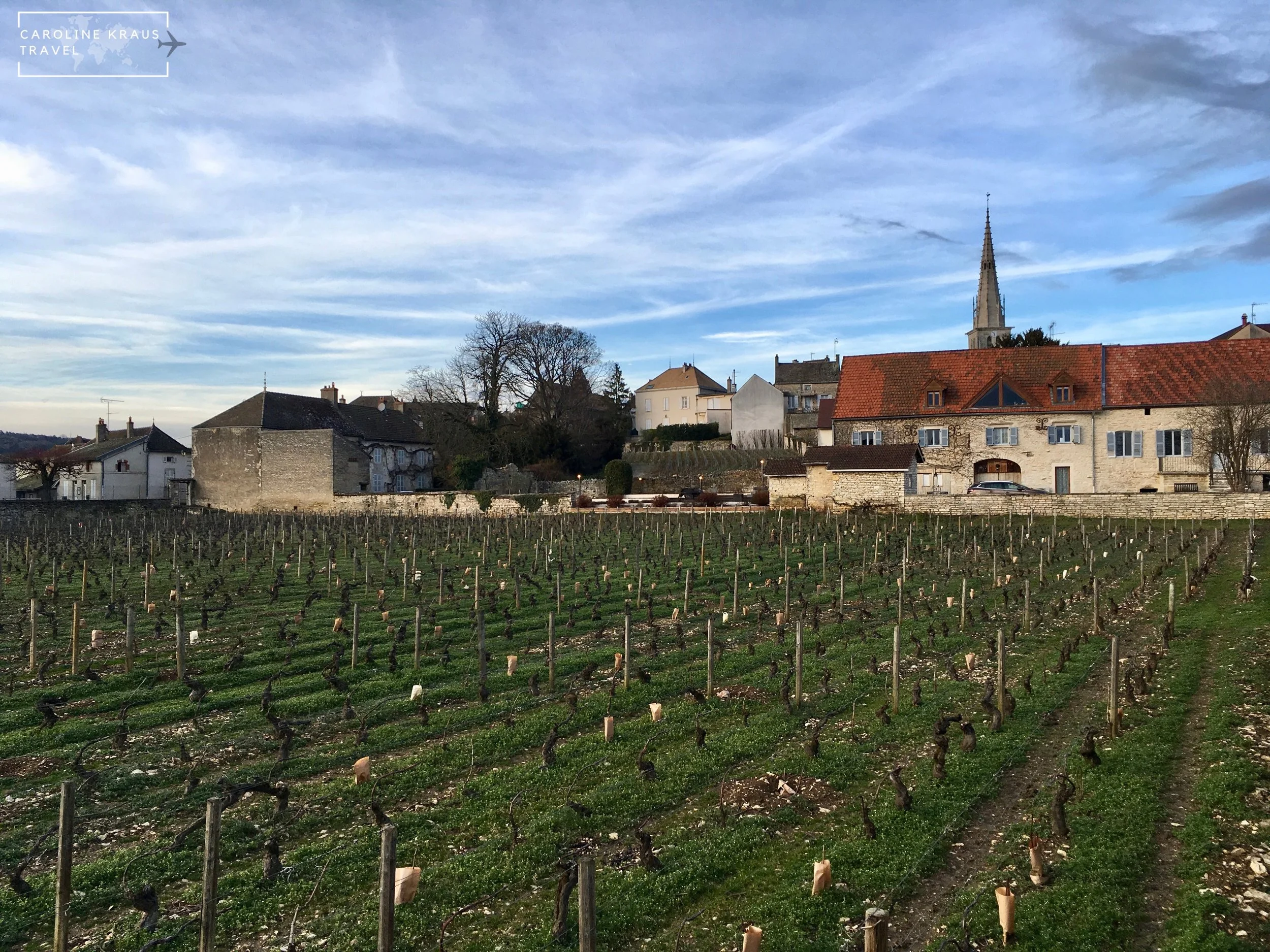 Our backyard vineyard with town in the background