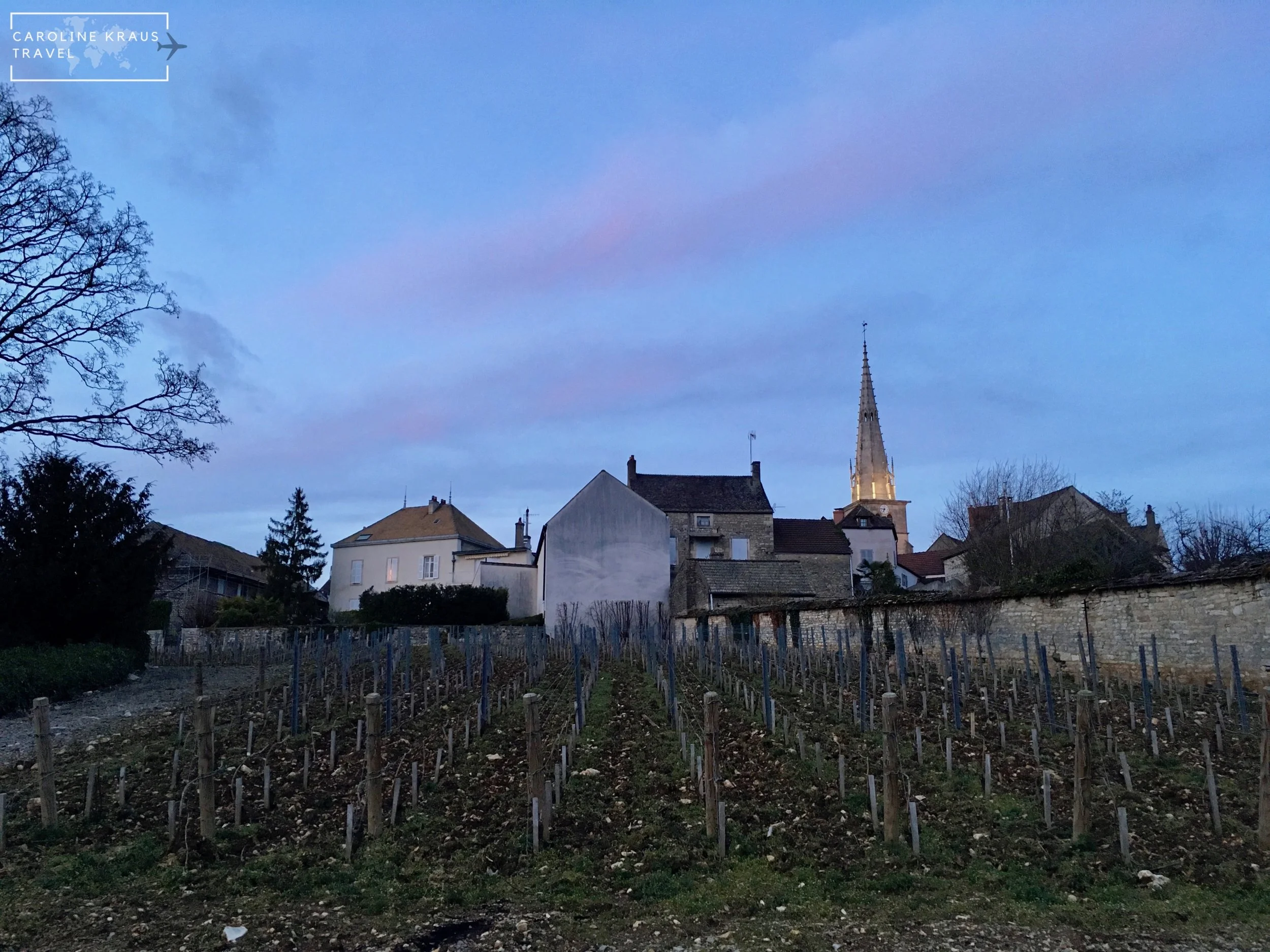 The other backyard vineyard at dusk