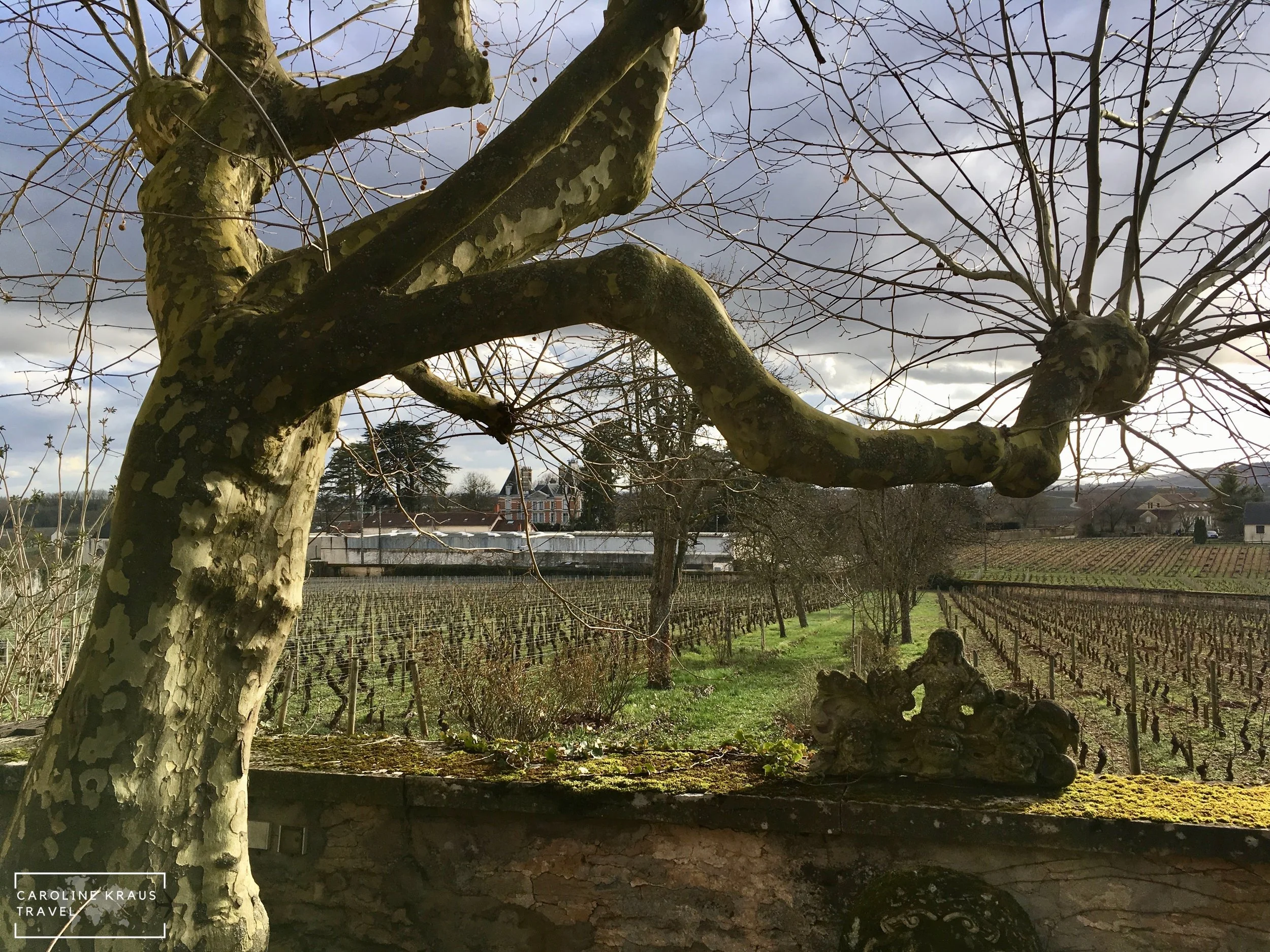 Aloxe-Corton