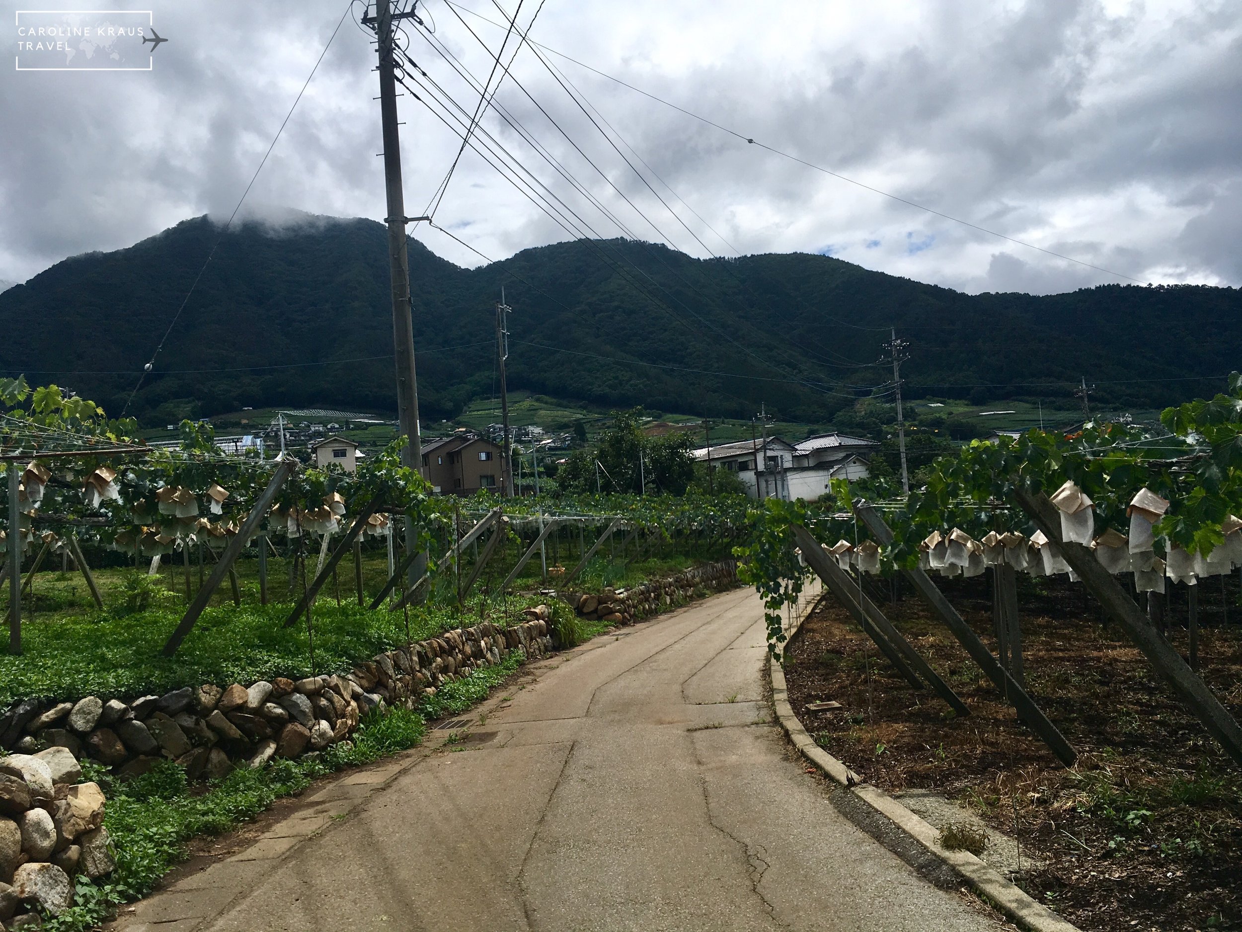 katsunuma wine tour