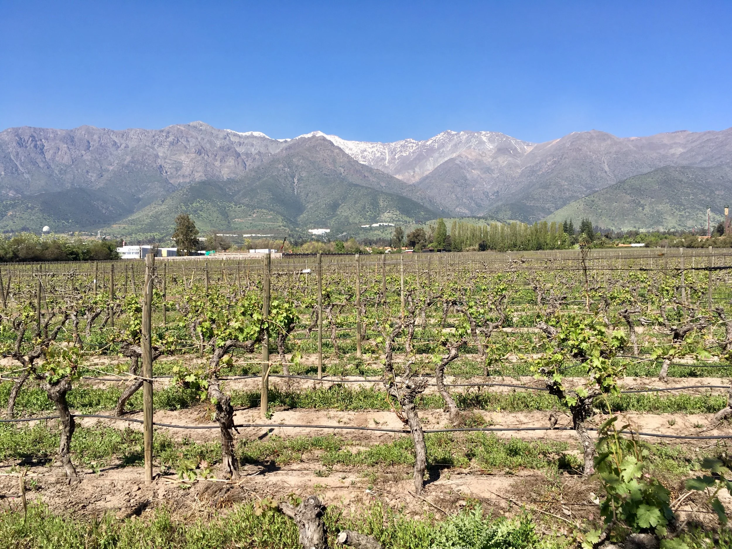 Why Santiago is a Wine Lovers Dream