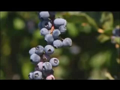 Our Farms to Your Table