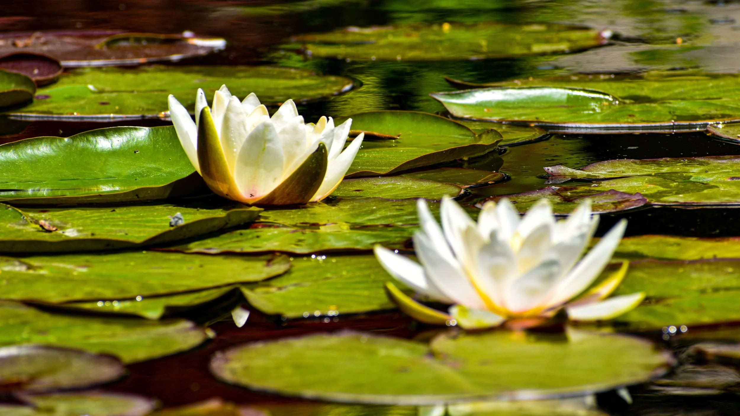 lilypads-15.jpg