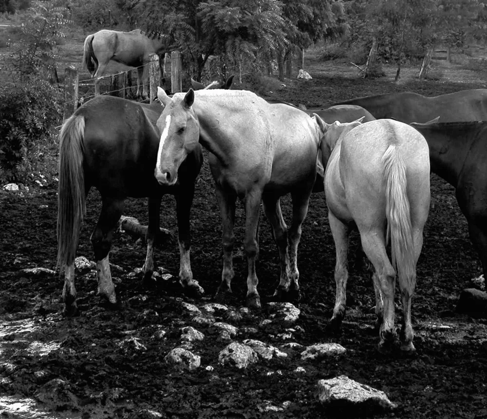 Tania Evans Portfolio 2013 (7) copy.jpg