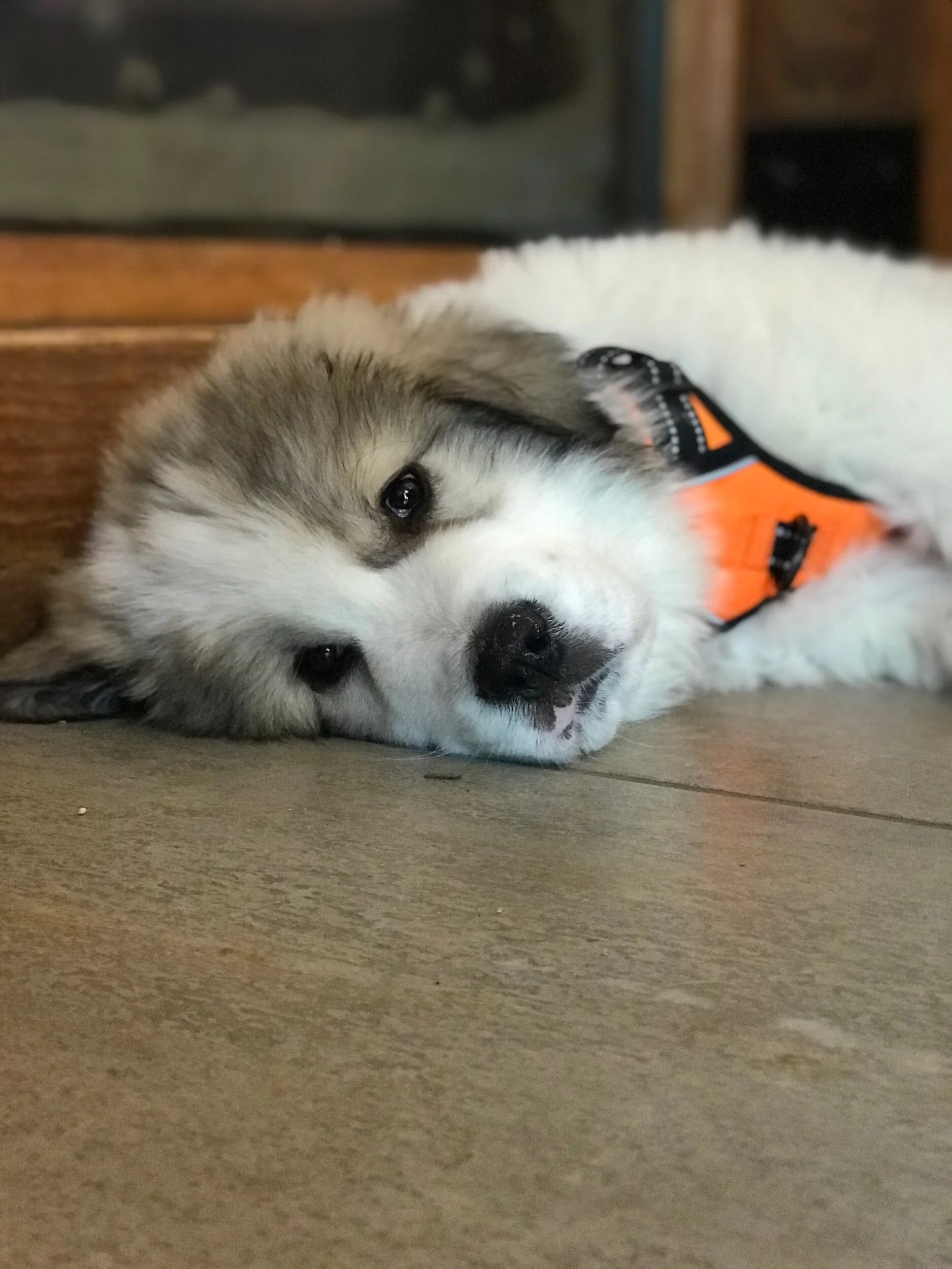 How to make a quick and easy flannel puppy blanket