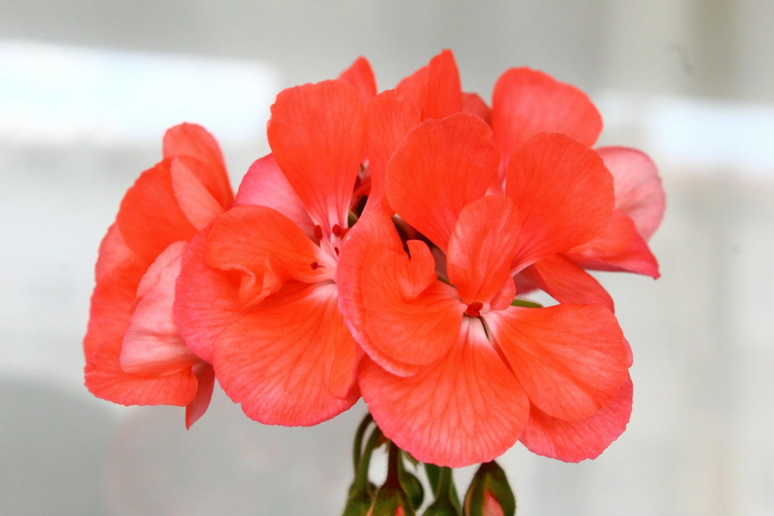 Potting Up Overwintered Geraniums, (and I’m not sure why I didn’t just buy new!)