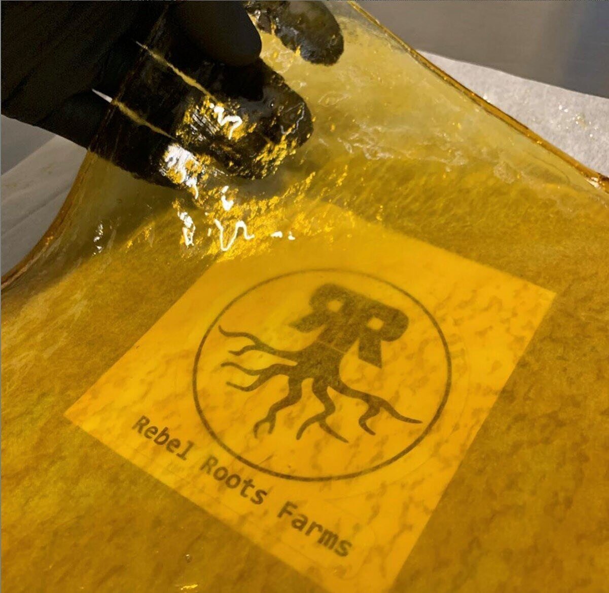 Our Shatter is professionally extracted in-house from premium locally procured flower, creating a beautifully homogenous golden hue slab, rich in terpenes and THC.