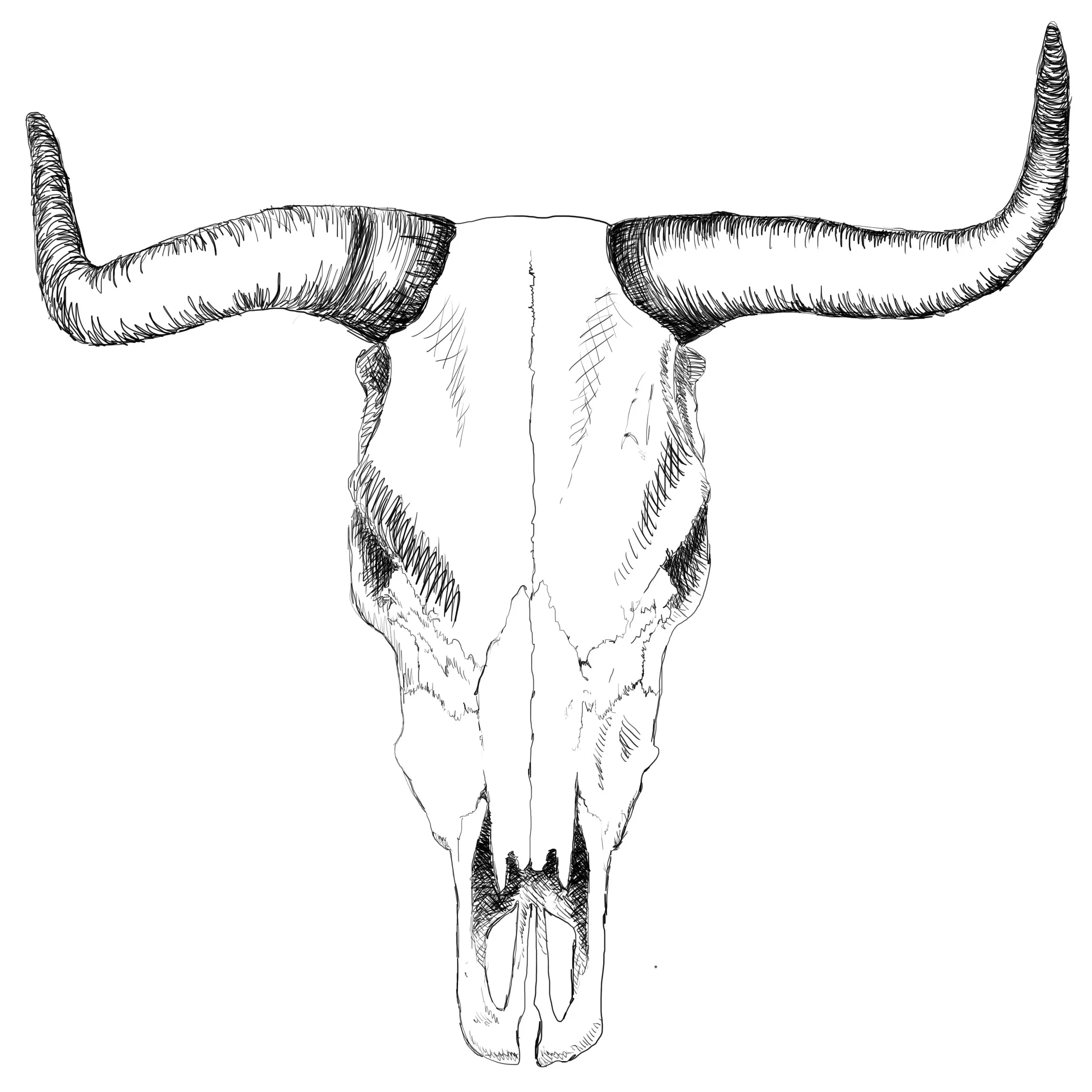 cowskull.jpg