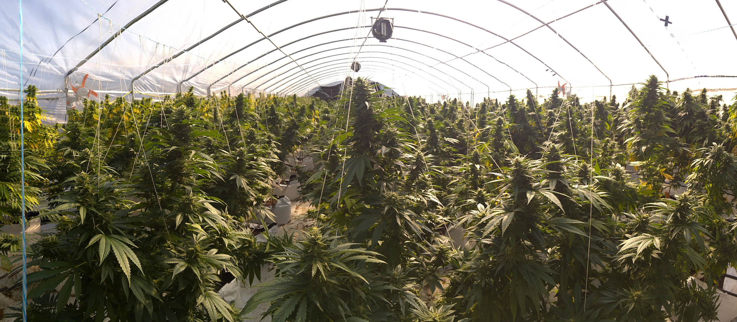 Mt. Baker Gardens Marijuana Cultivation