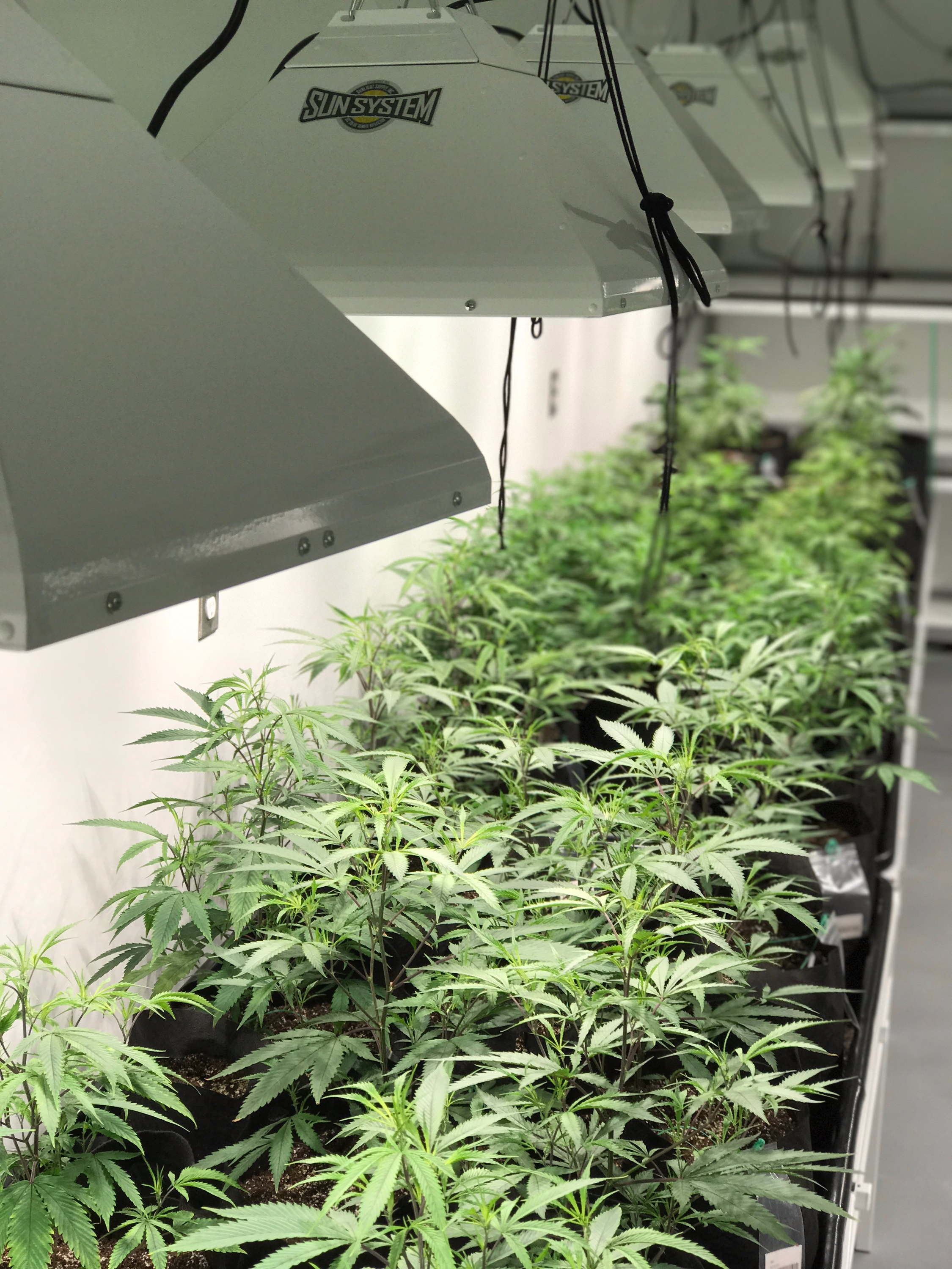 Heavenly Buds Clone Room