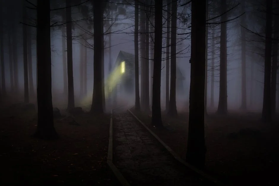 foggy-mist-forest-trees-42263.jpg