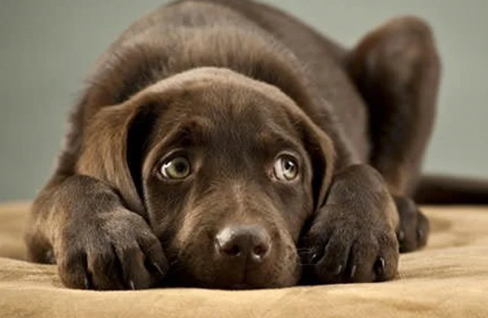 Fireworks: No Fun for Furry Friends Long Island Press