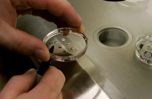 50G Bounty for Human Eggs as Prices Increase NY Daily News