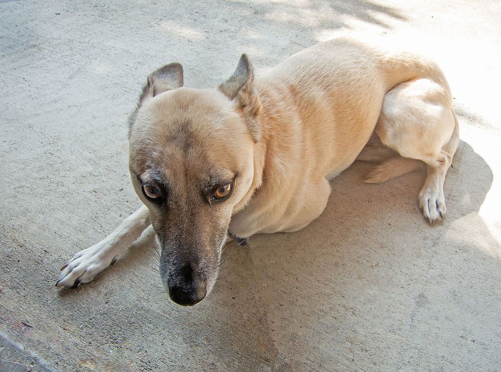 ScaredSubmissiveDog-5c3ab76d46e0fb0001bb27d6.jpg