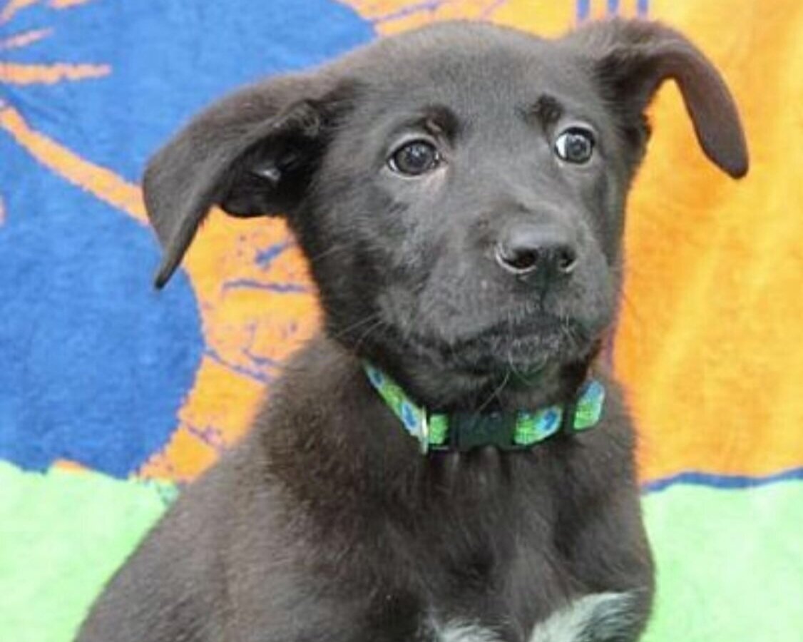 Adoption Events — Angel of Hope Animal Rescue