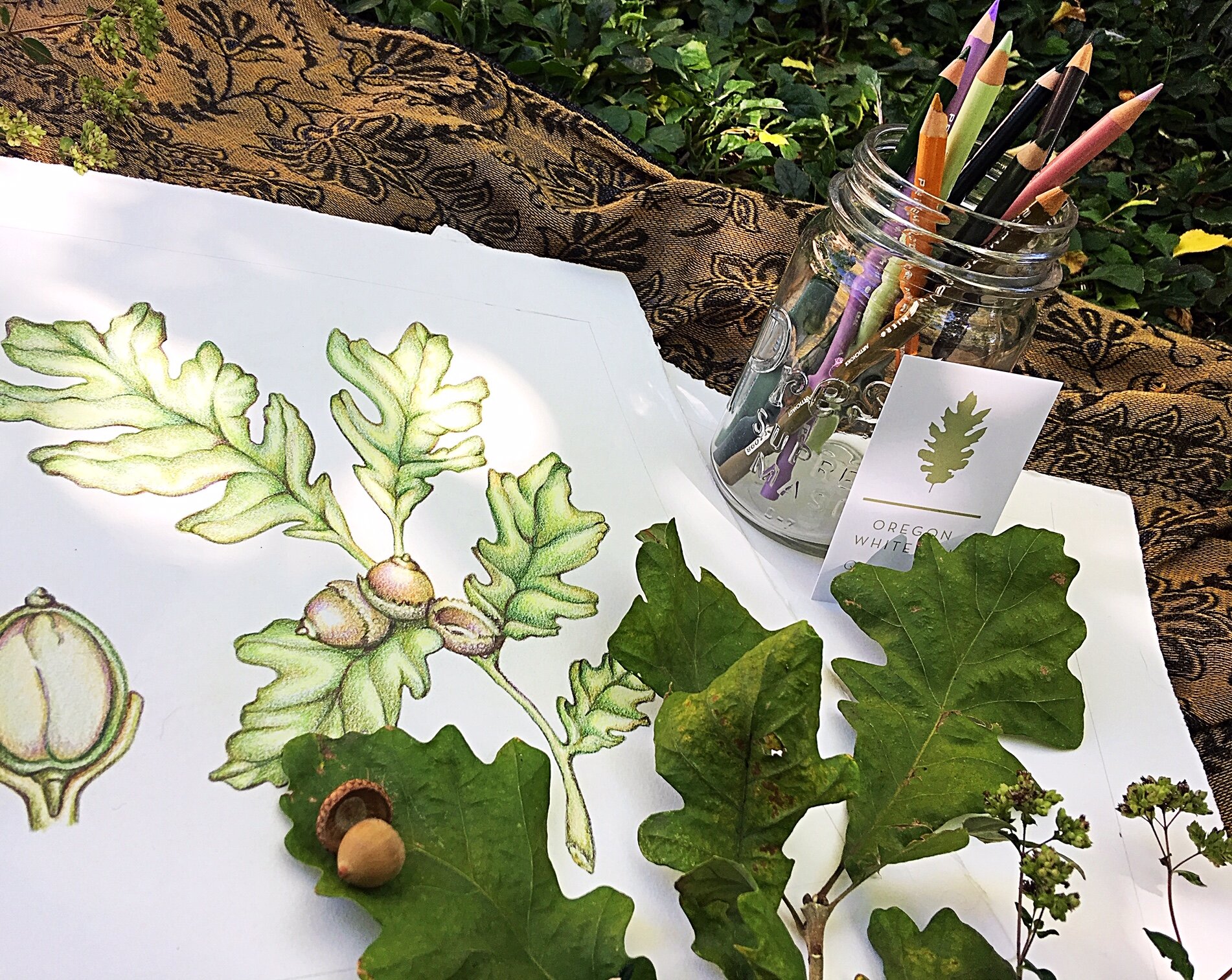  2016 Pinot Noir – Artist Series Two, Magnum  Artist: Kerrie Abbott-Phillips Oregon White Oak, ( Quercus garryana ), Colored Pencil 