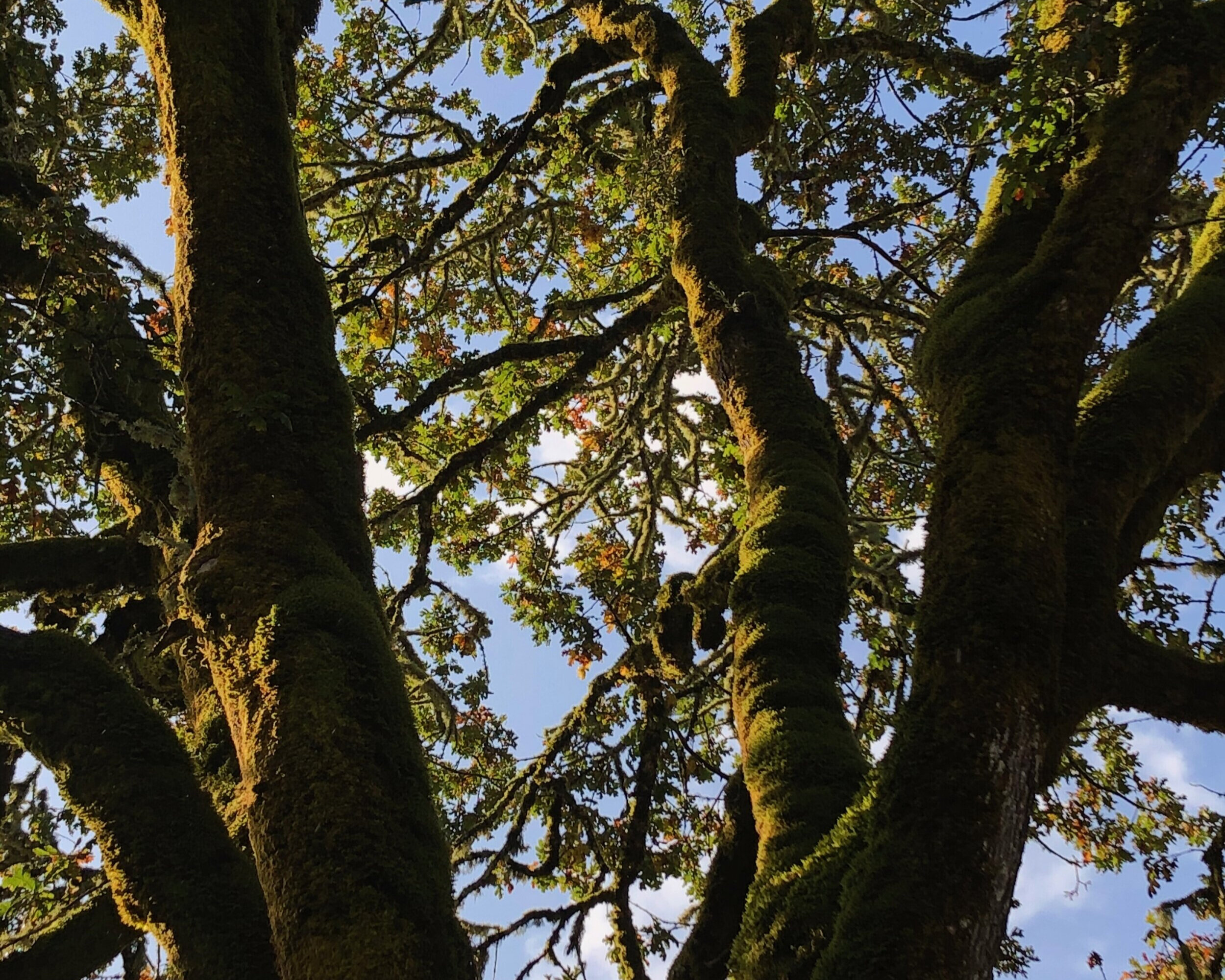  These majestic, expansive trees are generally covered with as many as a hundred species of vibrant, lush mosses and lichens, providing rich, diverse habitats and food sources for numerous plants, insects, birds, and other creatures… 