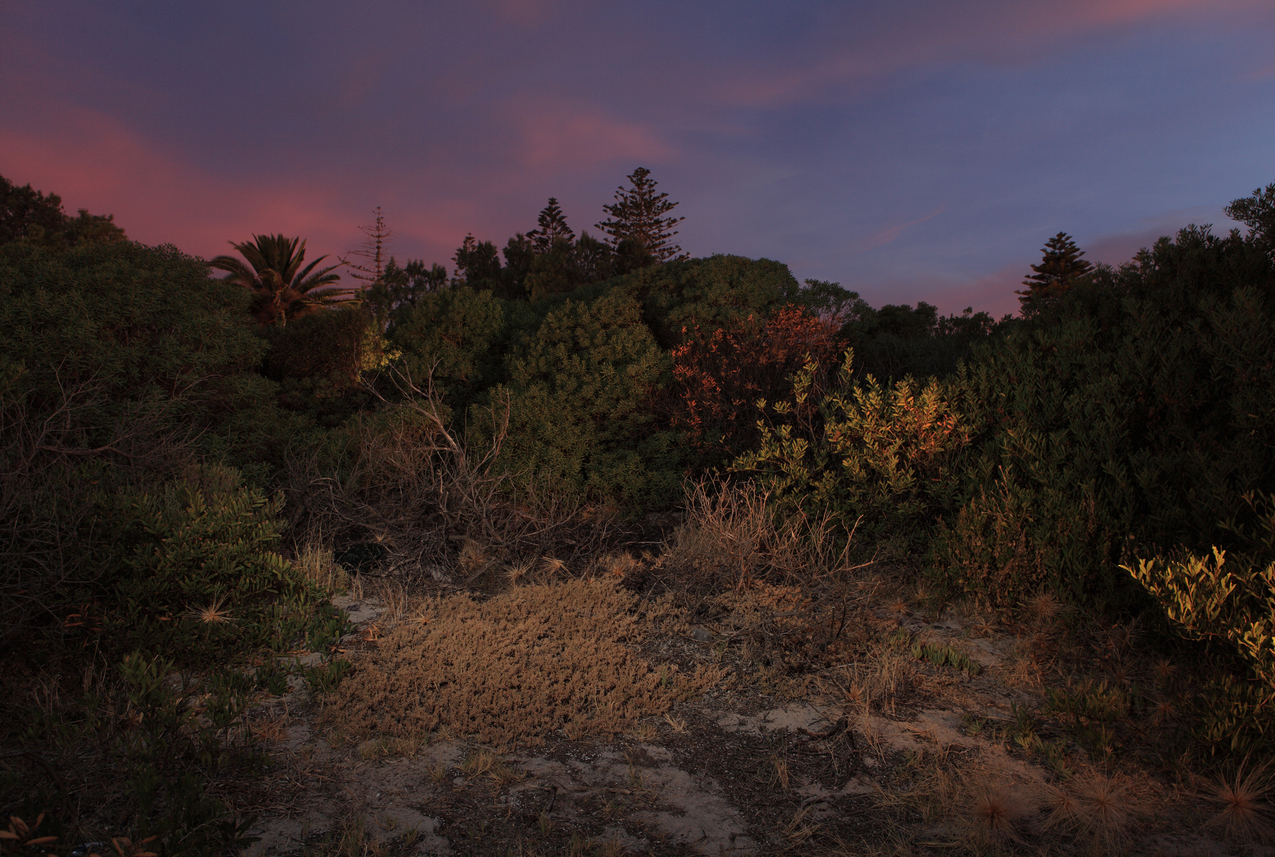 Jenn Brazier, Secret Garden (Instinct and the Unconscious), 2016, giclée print on Hahnemuhle photo rag. Edition of 5 + 1AP. 80 x 119cm.