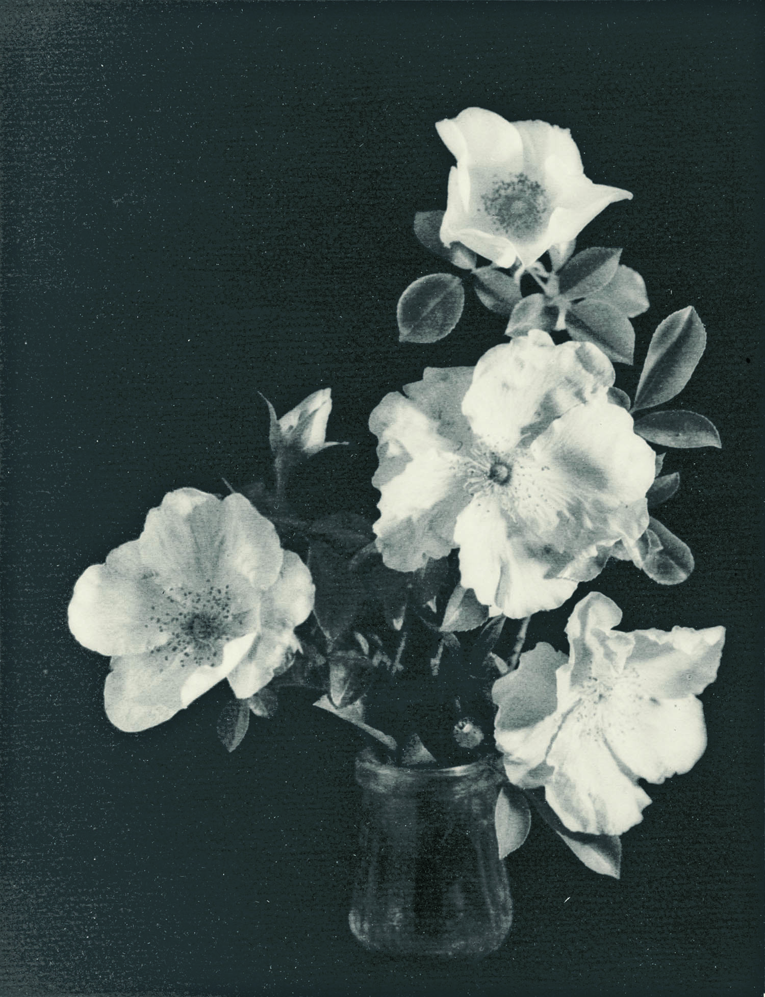 John MacAskill, Australia, 1890/91 ‑ 1974, Roses, c.1927, Australia, gelatin‑silver photograph, 36.2 x 28.0 cm (image & sheet). Purchased 1927, Art Gallery of South Australia, Adelaide. 2711Ph6