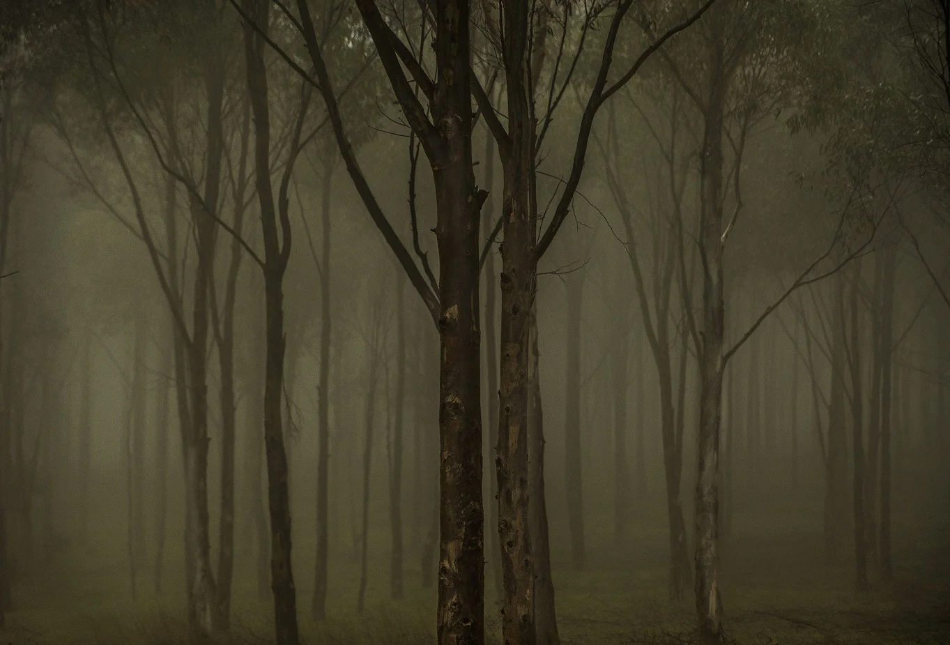 Penny Heighes, Sentries in the Mist , 2018, digital image, 50 x 75cm