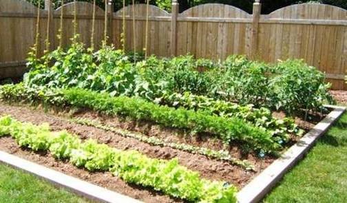 DIY Veggie Gardens — Homegrown