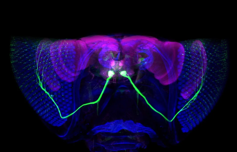 MAX_HEAD_eyebr_3colors_1.jpg