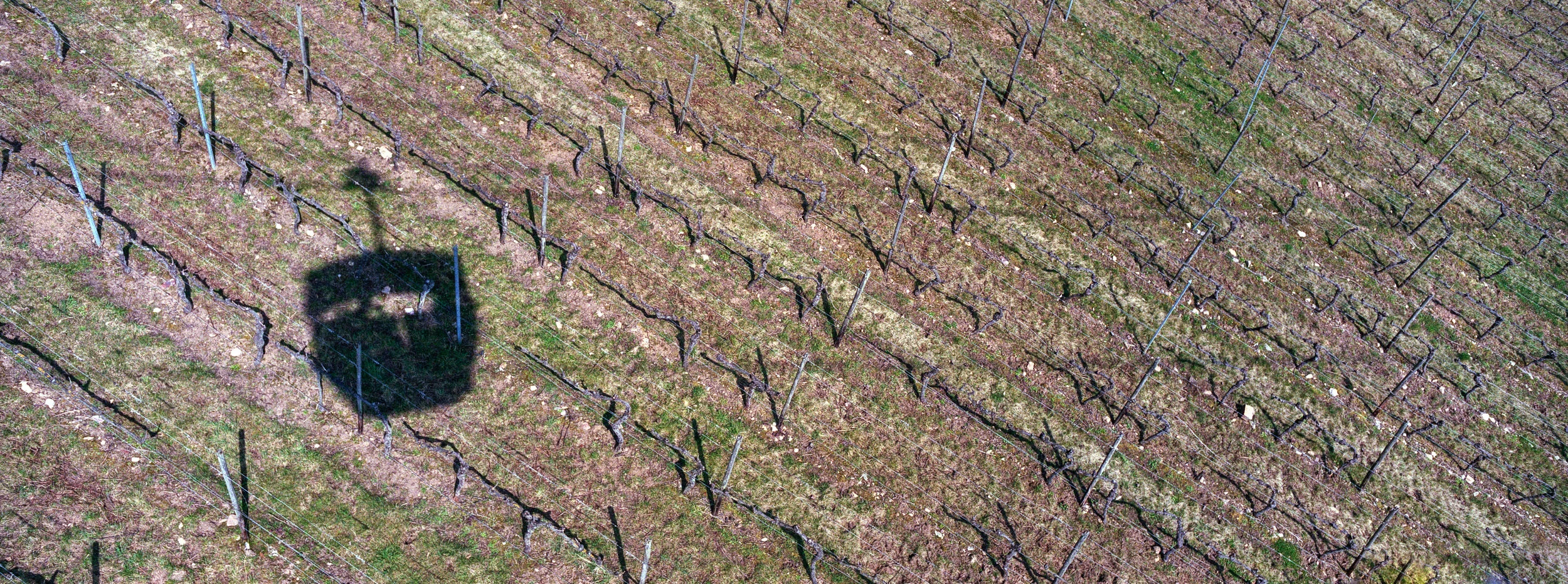 RheinGau40.jpg