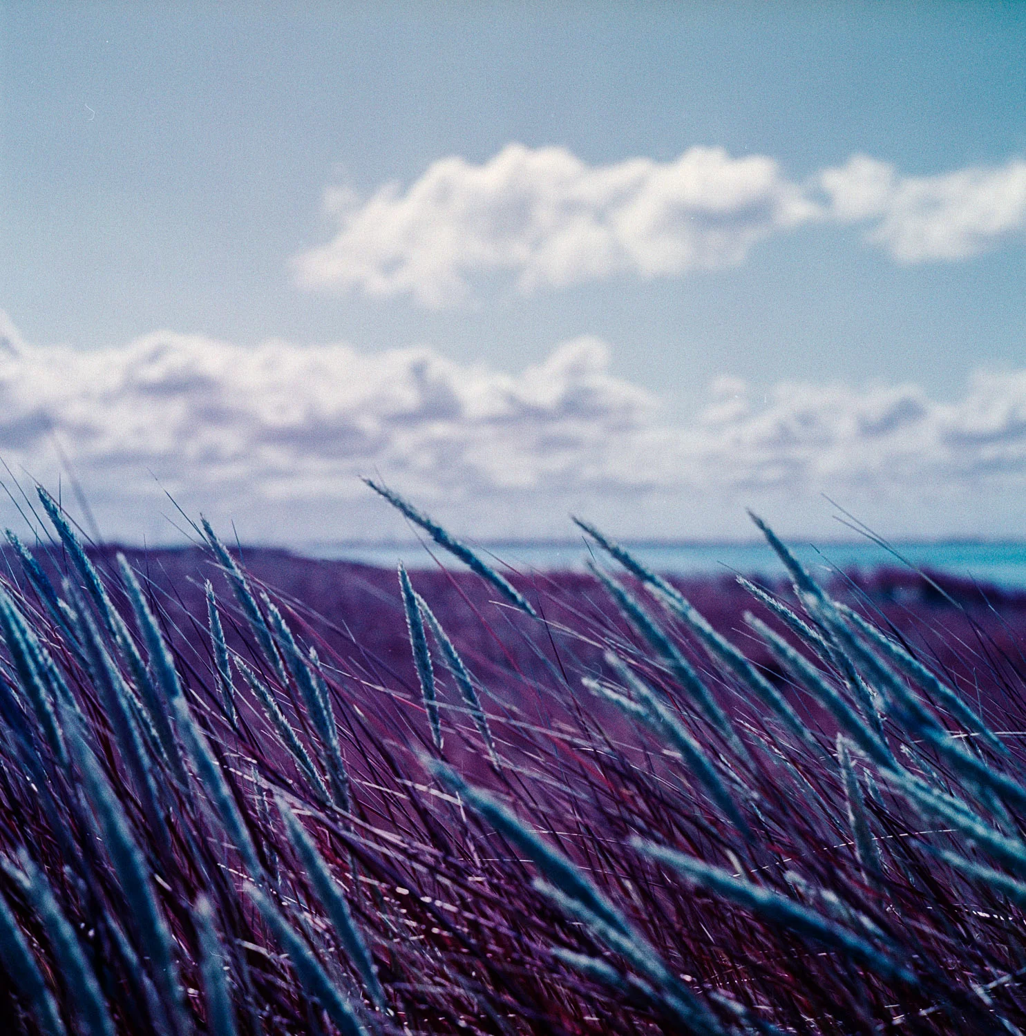 East Frisian Island Infrared Vibes