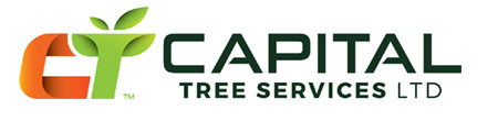Capital Tree Services - Tree Surgeons & Consultants 0131 663 0600 or 07928 404 334