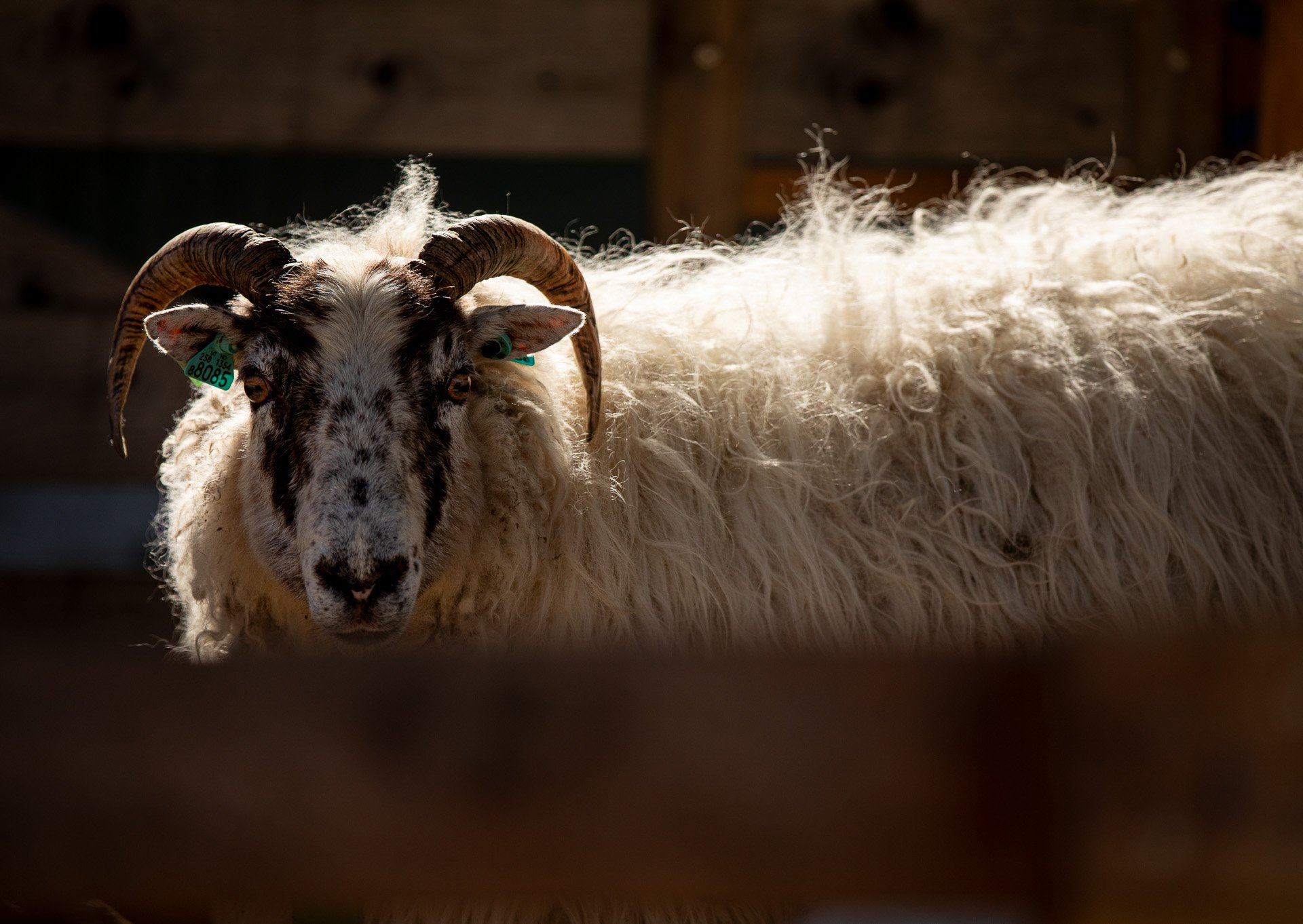 A sheep - Åbødalen