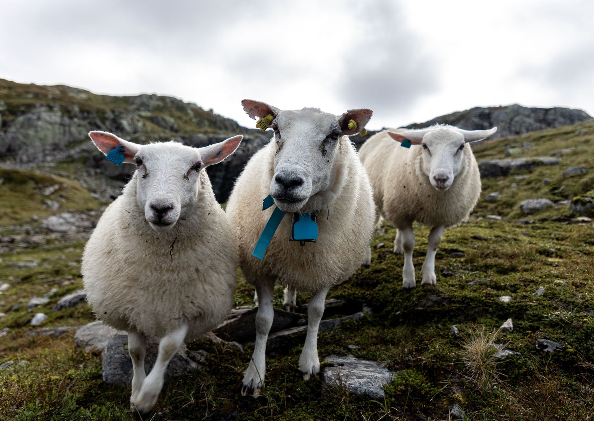 Sheep in Slettedalen - Suldal