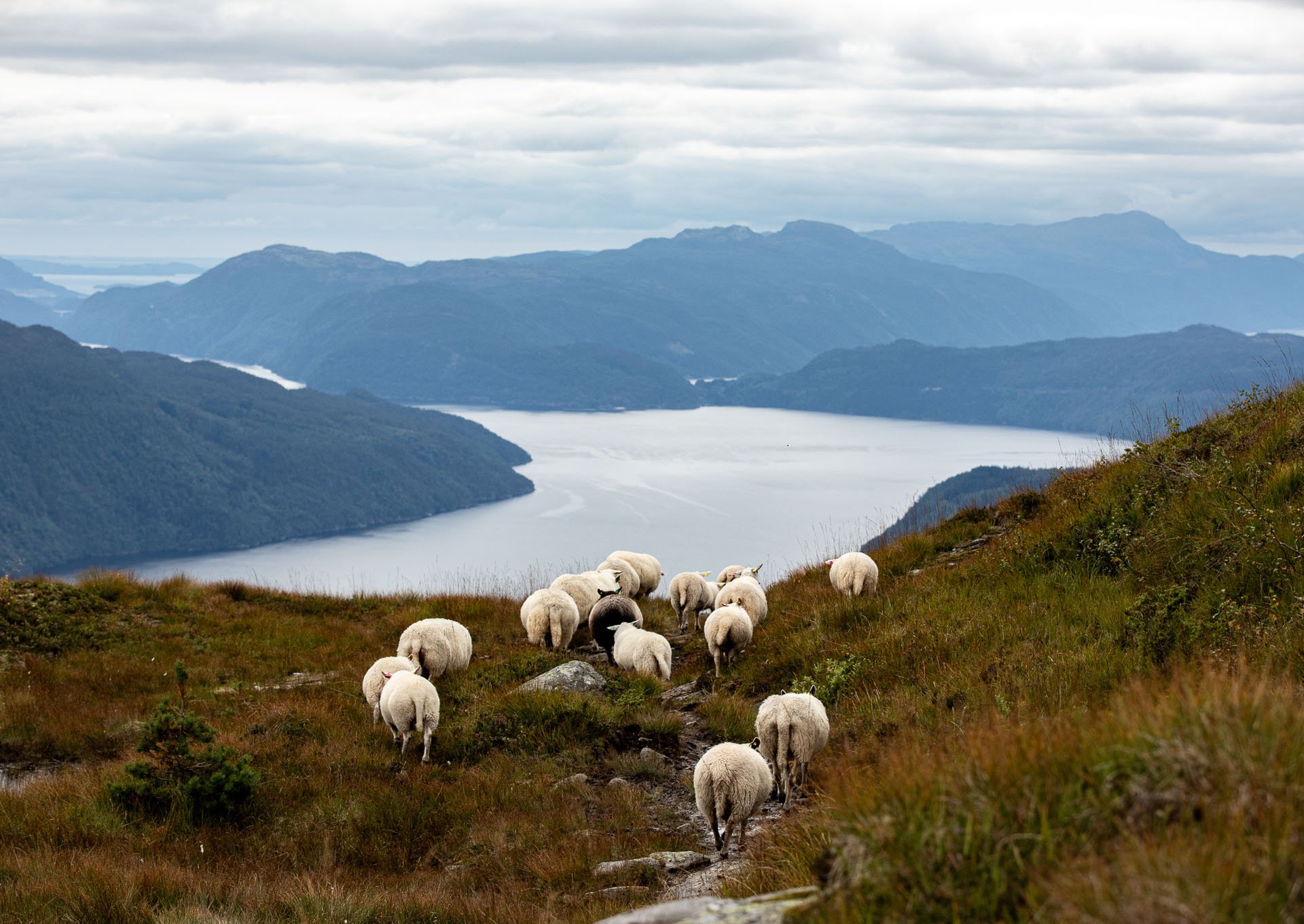 Sheep being cleared for the winter, Fattnes, looking towards Sand.