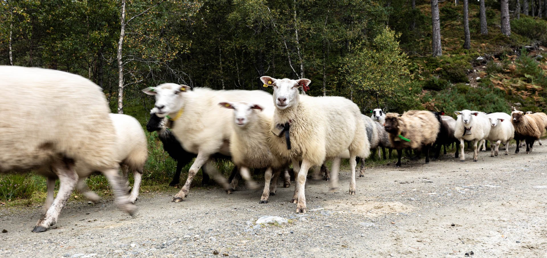 Sheep in Løland