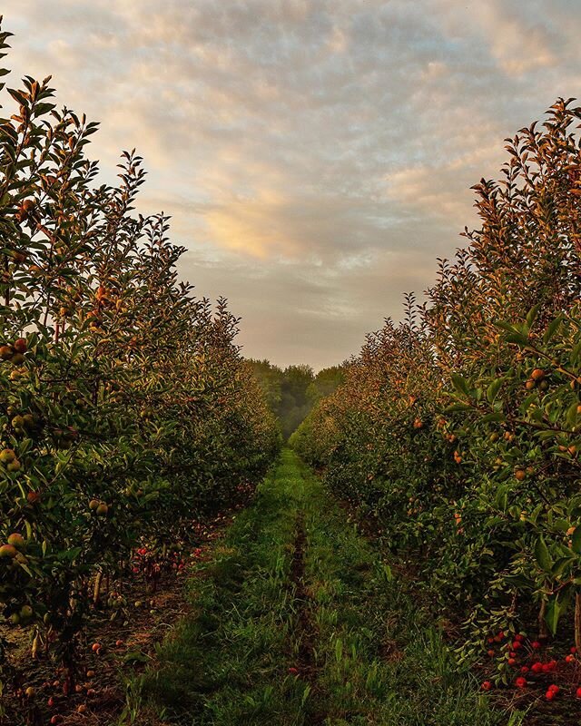 As spring approaches, we are thinking more about the orchards where our fruit comes from. They will be waking up soon! This photo from October is the orchard that we helped graft in 2015. We made cuttings from our favorite cider variety trees and the