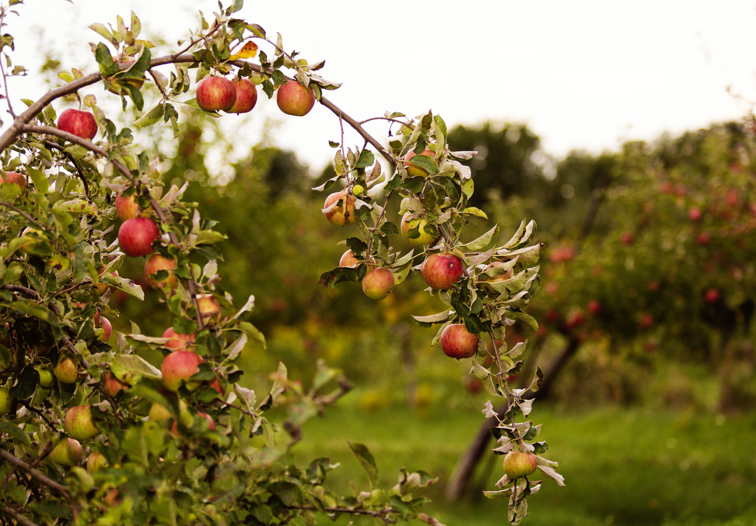 albrin apples cider orchard 1K9B0713.jpg
